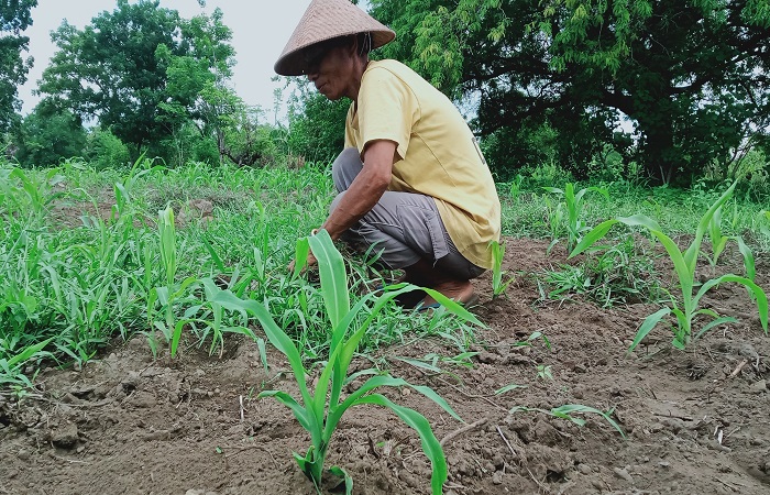 Tanaman Jagung di Desa Watuliwung, Kecamatan Kange, Kabupaten Sikka Tumbuh Kerdil dan Diserang Ulat Grayak. Foto: Wentho Eliando