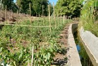 Air Mengalir Begitu Kecil di Saluran Irigasi Persawahan Kobasoma, Kabupaten Flores Timur. Gambar diambil pada Rabu (14/8/2024). Foto: Wentho Eliando