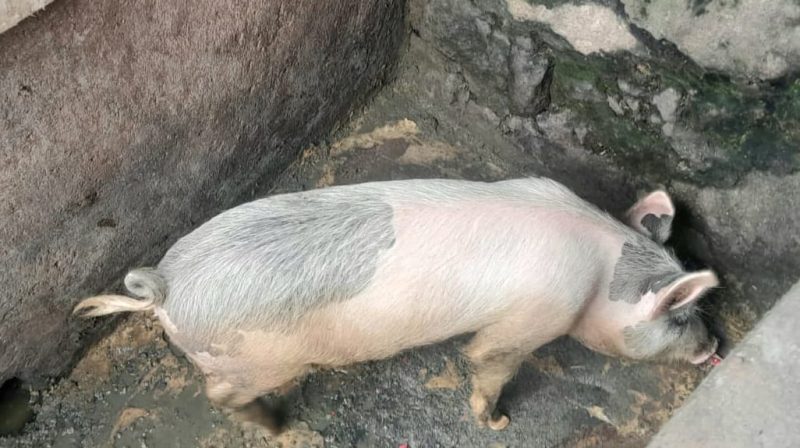 Ratusan Ternak Babi di Ende Mati