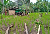 Kebun Adat di Kampung Wairbou, Desa Watuomok, Kecamatan Talibura, Kabupaten Sikka, NTT. (FOTO: EBED DE ROSARY)