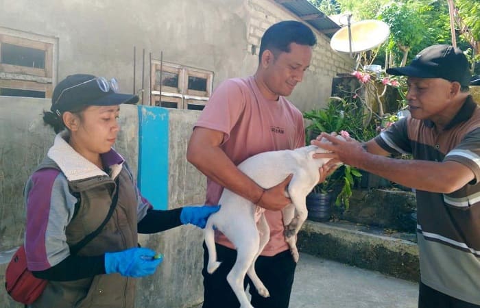 drh. Angelina v. Jaya menyuntikkan VAR pada HPR di Kecamatan Reok,Kabupaten Manggarai, Provinsi NTT, Selasa (20/5/2025).