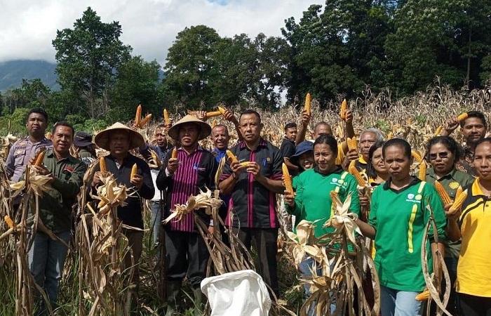Panen Raya jagung di Polsek Boawae, Kabupaten Nagekeo.