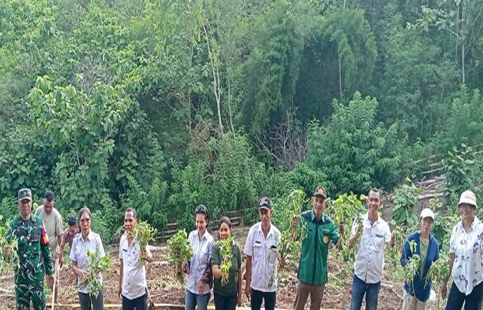 Diinas Pertanian Manggarai Barat kembangkan tanaman ubi jalar.