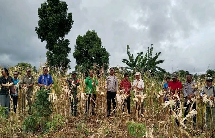 Wabup Matim, Tarsius Sjukur saat panen jagung perdana di Desa Watu Mori, Kecamatan Rana Mese, Kabupaten Manggarai Timur. 

