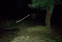 Tempat tambatan kerbau dan kuda di Desa Nggolonio-Mbay sdah kosong.