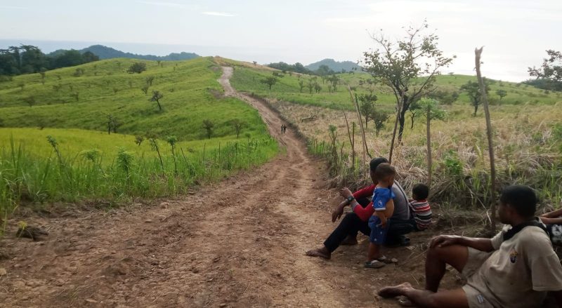 Kawasan Peternakan Sapi di Kabupaten Flores Timur, Program Strategis Bupati Anton Doni dan Wabup Ignas Uran. Gambar diambil pada Jumat (8/5/2026).