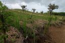 Taman Gamal (Hijau Makan Ternak) tampak bertunas di lokasi Sentra Peternakan Sapi di Wolo Kolo, Desa Lamatutu, Kecamatan Tanjung Bunga. Gambar diambil pada Jumat (8/5/2026). Foto: Wentho Eliando