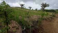 Taman Gamal (Hijau Makan Ternak) tampak bertunas di lokasi Sentra Peternakan Sapi di Wolo Kolo, Desa Lamatutu, Kecamatan Tanjung Bunga. Gambar diambil pada Jumat (8/5/2026). Foto: Wentho Eliando