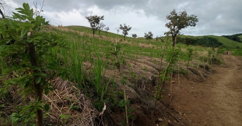 Taman Gamal (Hijau Makan Ternak) tampak bertunas di lokasi Sentra Peternakan Sapi di Wolo Kolo, Desa Lamatutu, Kecamatan Tanjung Bunga. Gambar diambil pada Jumat (8/5/2026). Foto: Wentho Eliando