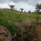 Taman Gamal (Hijau Makan Ternak) tampak bertunas di lokasi Sentra Peternakan Sapi di Wolo Kolo, Desa Lamatutu, Kecamatan Tanjung Bunga. Gambar diambil pada Jumat (8/5/2026). Foto: Wentho Eliando