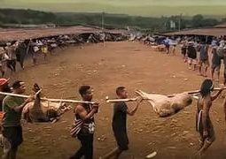 Pesta Babi: Antara Pembangunan Nasional dan Hak Masyarakat Adat