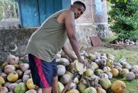 Kelompok Wolosina Watoboki Berdikari di Bidang Ekonomi Berkat Pengolahan Kelapa dan Usaha Simpan Pinjam