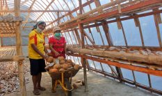 Konten Kaka Rindu Desa Adobala, Rutin Produksi Kopra Gunakan Pengering Energi Matahari