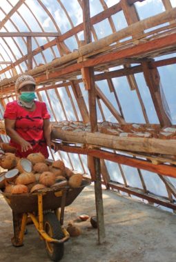 Konten Kaka Rindu Desa Adobala, Rutin Produksi Kopra Gunakan Pengering Energi Matahari