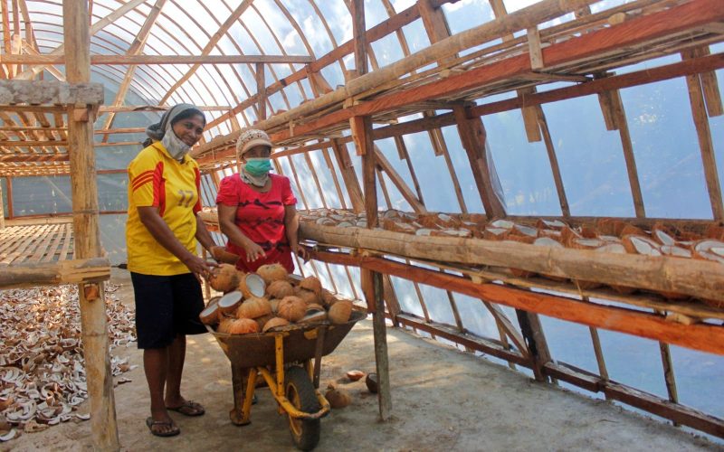 Konten Kaka Rindu Desa Adobala, Rutin Produksi Kopra Gunakan Pengering Energi Matahari
