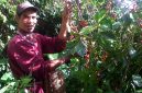 Lembah Colol Manggarai Timur: Surga Kopi Terbaik Kelas Dunia