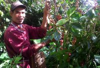 Lembah Colol Manggarai Timur: Surga Kopi Terbaik Kelas Dunia