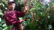 Lembah Colol Manggarai Timur: Surga Kopi Terbaik Kelas Dunia