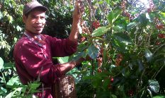 Lembah Colol Manggarai Timur: Surga Kopi Terbaik Kelas Dunia