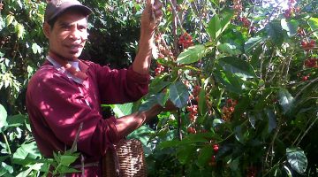 Lembah Colol Manggarai Timur: Surga Kopi Terbaik Kelas Dunia