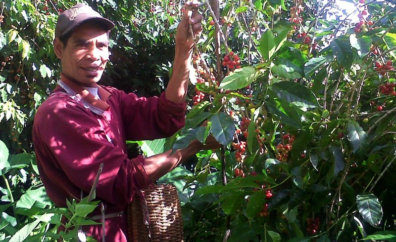 Lembah Colol Manggarai Timur: Surga Kopi Terbaik Kelas Dunia