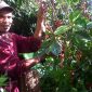 Lembah Colol Manggarai Timur: Surga Kopi Terbaik Kelas Dunia