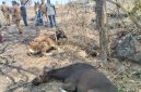 Sapi di Sentra Peternakan Wolo Kolo, Desa Lamatutu, Kecamatan Tanjung Bunga, Kabupaten Flores Timur. Gambar diambil pada Selasa (29/9/2026). Foto: Dok. Ketua Komisi 2 DPRD Flotim