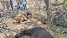 Sapi di Sentra Peternakan Wolo Kolo, Desa Lamatutu, Kecamatan Tanjung Bunga, Kabupaten Flores Timur. Gambar diambil pada Selasa (29/9/2026). Foto: Dok. Ketua Komisi 2 DPRD Flotim