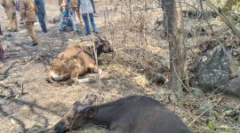 Sapi di Sentra Peternakan Wolo Kolo, Desa Lamatutu, Kecamatan Tanjung Bunga, Kabupaten Flores Timur. Gambar diambil pada Selasa (29/9/2026). Foto: Dok. Ketua Komisi 2 DPRD Flotim