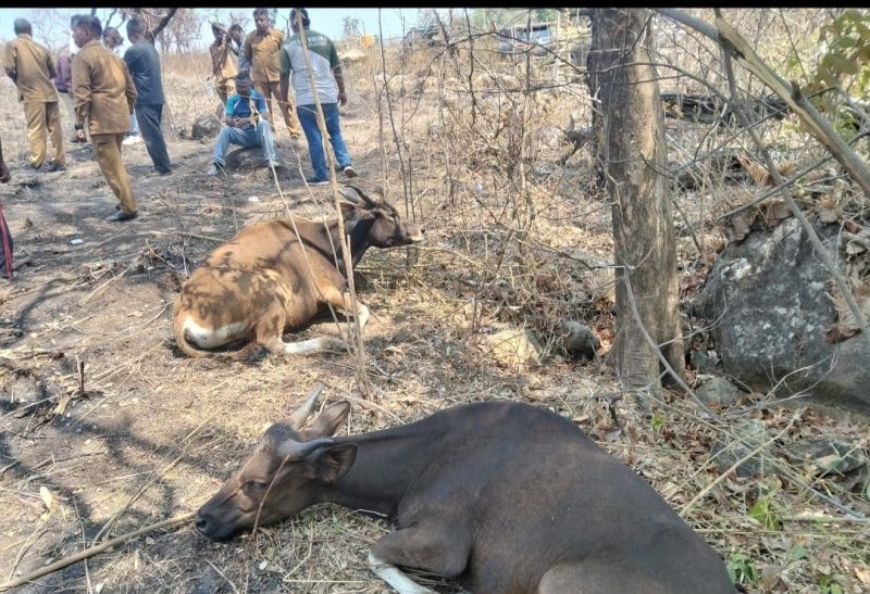 Sapi di Sentra Peternakan Wolo Kolo, Desa Lamatutu, Kecamatan Tanjung Bunga, Kabupaten Flores Timur. Gambar diambil pada Selasa (29/9/2026). Foto: Dok. Ketua Komisi 2 DPRD Flotim