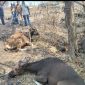 Sapi di Sentra Peternakan Wolo Kolo, Desa Lamatutu, Kecamatan Tanjung Bunga, Kabupaten Flores Timur. Gambar diambil pada Selasa (29/9/2026). Foto: Dok. Ketua Komisi 2 DPRD Flotim